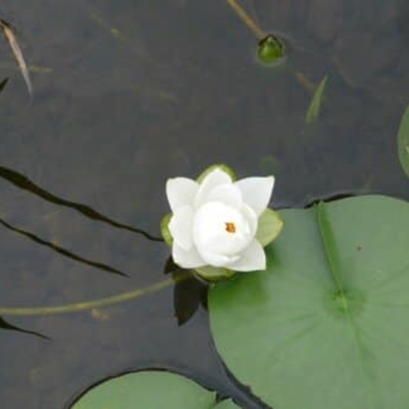 Meet your Posher, Pina - Picture 1 of 1